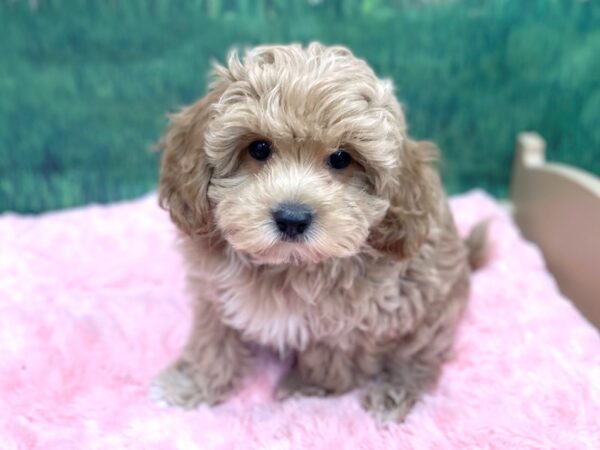 Cavachon-DOG-Male-Apricot-14927-Petland Chillicothe, Ohio