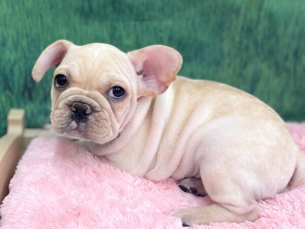 French Bulldog DOG Male Cream 14923 Petland Chillicothe, Ohio