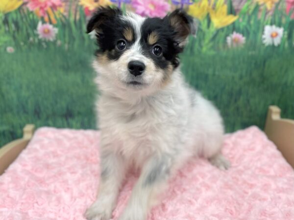 Australian Shepherd DOG Female Black 14920 Petland Chillicothe, Ohio