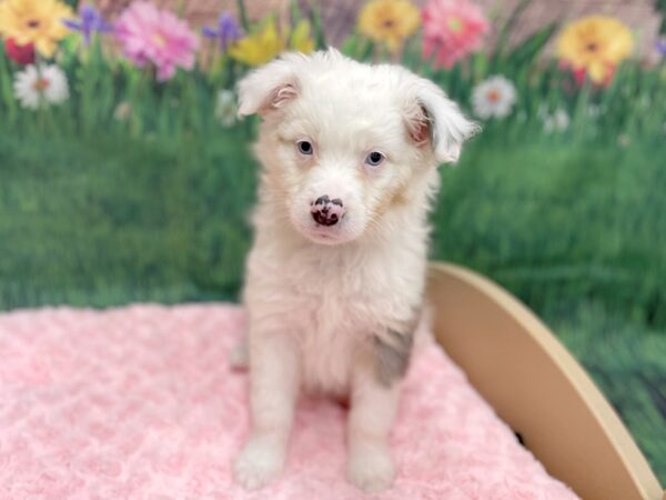 Miniature Australian Shepherd DOG Female Blue Merle 14919 Petland Chillicothe, Ohio