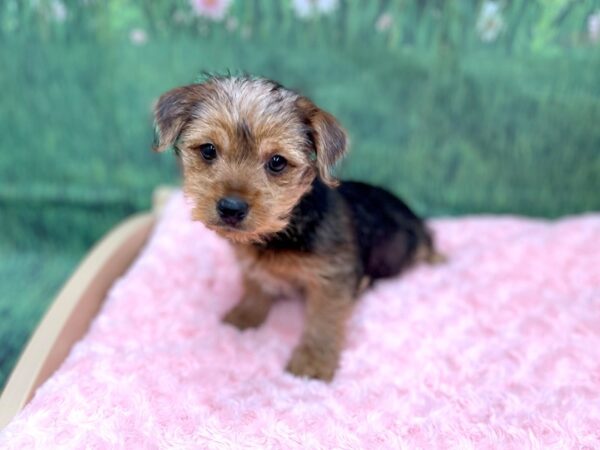 Yorkshire Terrier DOG Female Black / Tan 14918 Petland Chillicothe, Ohio