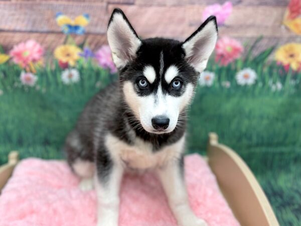 Siberian Husky DOG Female Black / White 14917 Petland Chillicothe, Ohio