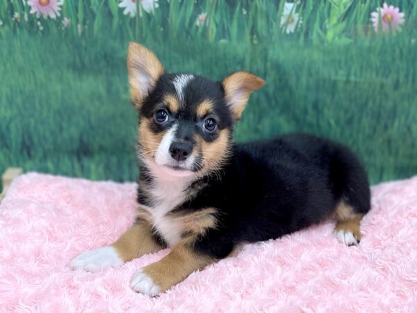 Pembroke Welsh Corgi DOG Male Black White / Tan 14916 Petland Chillicothe, Ohio