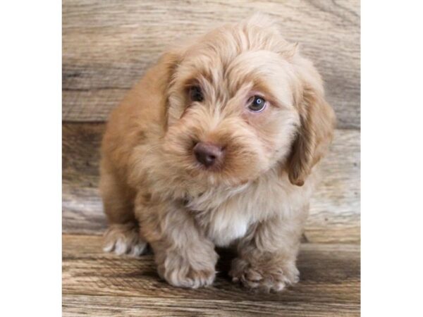 Cock A Poo-DOG-Male-Red-14935-Petland Chillicothe, Ohio