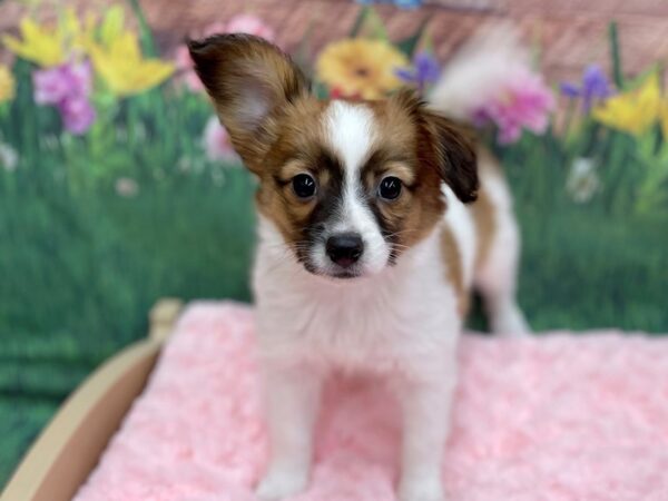 Papillon DOG Male SABLE WHITE 14941 Petland Chillicothe, Ohio