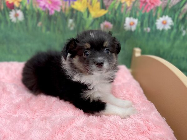 Toy Aussie DOG Female Blk tri 14940 Petland Chillicothe, Ohio