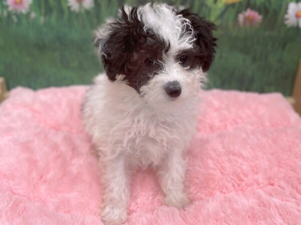 Poo Chon-DOG-Male-BLK WH-14938-Petland Chillicothe, Ohio