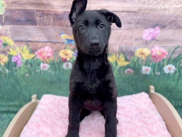 German Shepherd Dog DOG Female Black 14934 Petland Chillicothe, Ohio