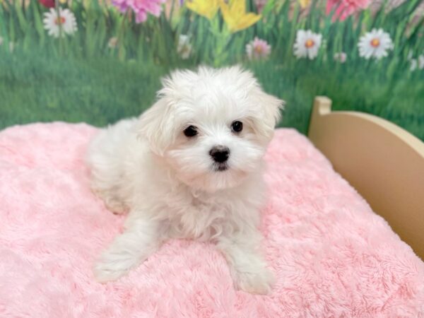 Maltese DOG Female White 14932 Petland Chillicothe, Ohio