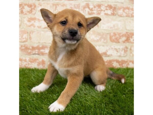 Shiba Inu-DOG-Female-Red-14962-Petland Chillicothe, Ohio