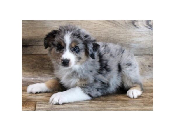 Miniature Australian Shepherd DOG Male Blue Merle 14954 Petland Chillicothe, Ohio