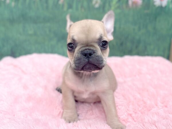 French Bulldog DOG Female Fawn 14961 Petland Chillicothe, Ohio