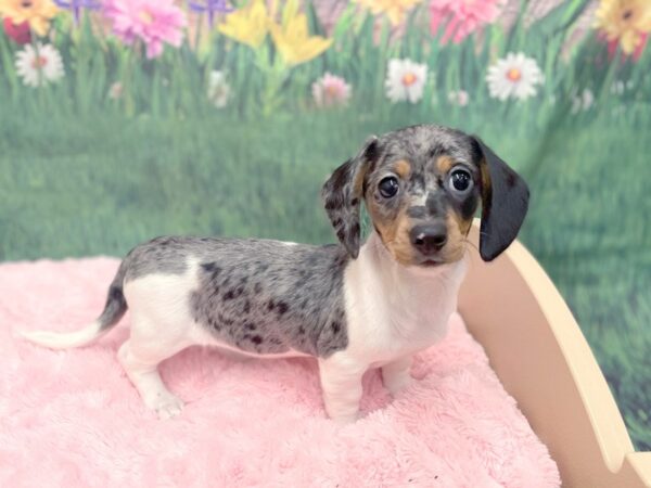Dachshund DOG Female Black / Tan 14960 Petland Chillicothe, Ohio