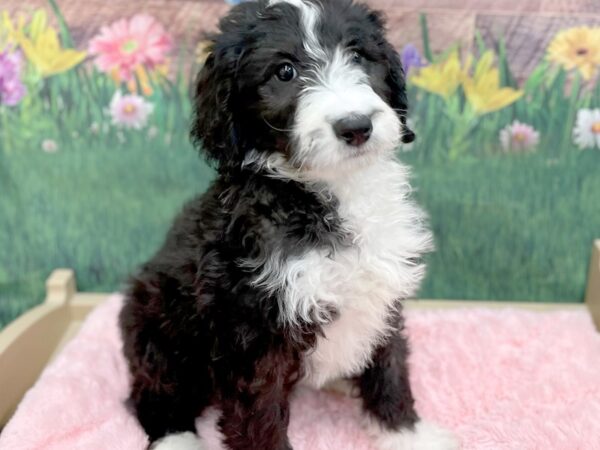 Bernese Mountain Dog/Standard Poodle-DOG-Female-Black / White-14959-Petland Chillicothe, Ohio