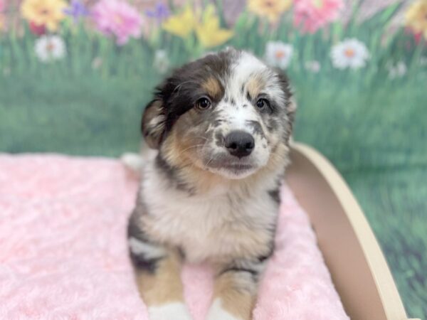 Australian Shepherd/Pembroke Welsh Corgi-DOG-Female-Blue Merle-14958-Petland Chillicothe, Ohio