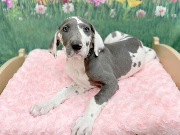 Great Dane DOG Female Blue Harlequin 14957 Petland Chillicothe, Ohio