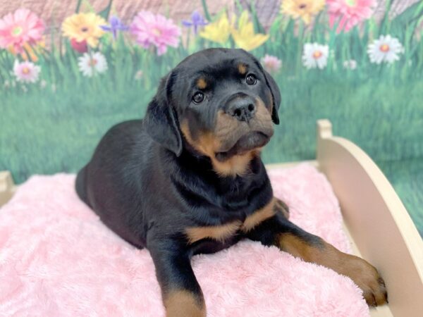 Rottweiler DOG Female Black / Mahogany 14956 Petland Chillicothe, Ohio