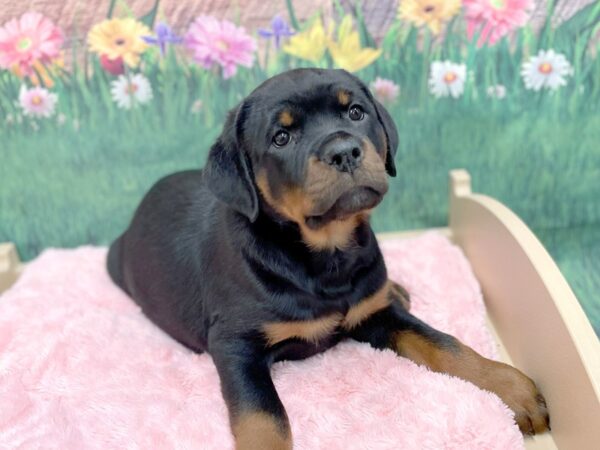 Rottweiler DOG Female Black / Mahogany 14956 Petland Chillicothe, Ohio