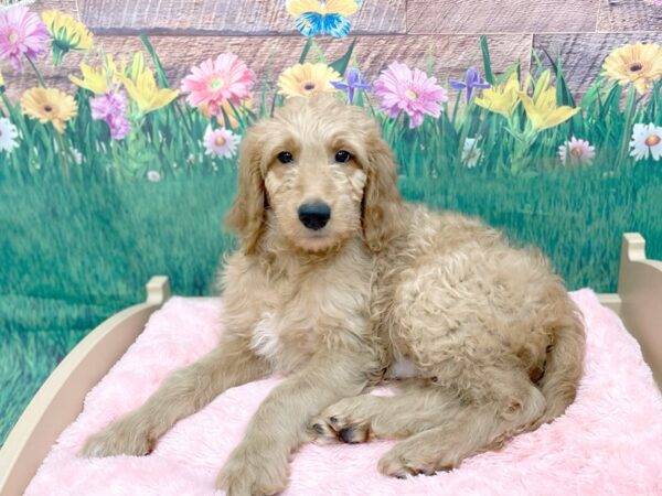 Poodle/Golden Retriever-DOG-Male-Golden-14955-Petland Chillicothe, Ohio