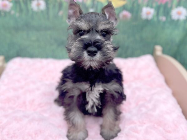 Miniature Schnauzer DOG Male Liver Pepper 14944 Petland Chillicothe, Ohio