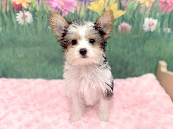 Yorkshire Terrier DOG Male Black / Tan 14945 Petland Chillicothe, Ohio