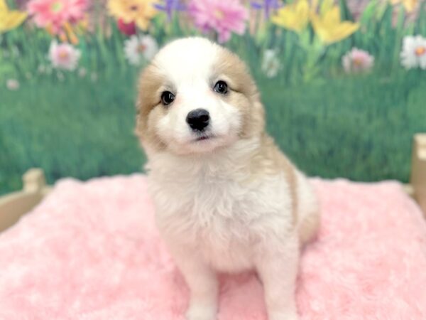 Aussimo-DOG-Female-BROWN WH-14947-Petland Chillicothe, Ohio