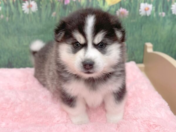 Pomsky DOG Male BLK WH 14949 Petland Chillicothe, Ohio