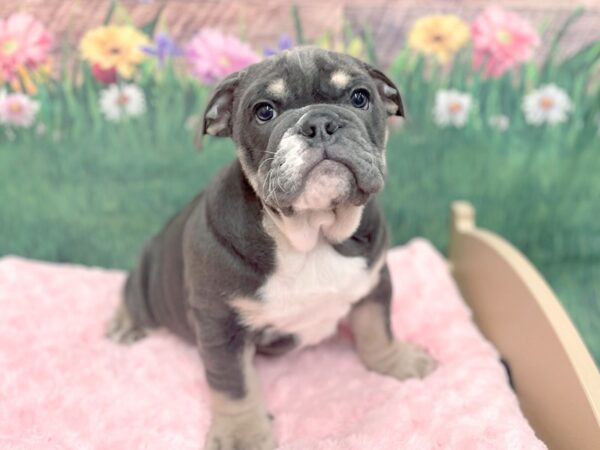 Bulldog DOG Male Blue / Tan 14951 Petland Chillicothe, Ohio