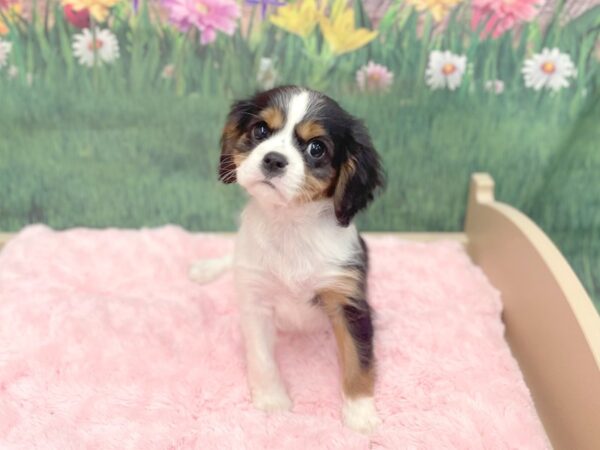 Cavalier King Charles Spaniel DOG Male Black Tan / White 14952 Petland Chillicothe, Ohio