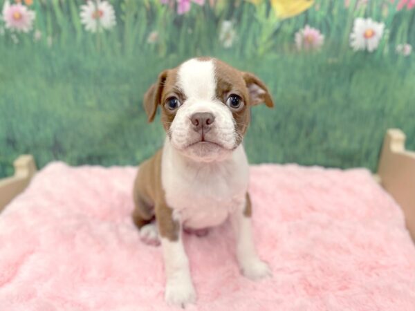 Boston Terrier DOG Female Seal Brindle / White 14950 Petland Chillicothe, Ohio