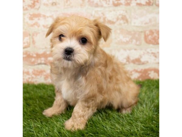 Golden morkie shop
