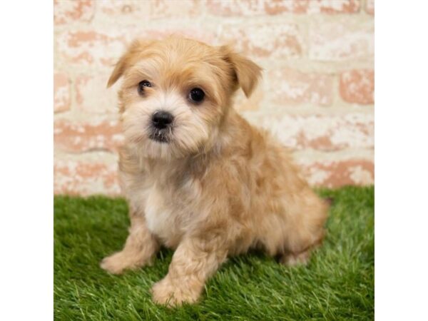 Morkie DOG Male Golden 14969 Petland Chillicothe, Ohio