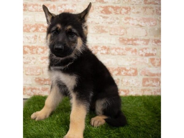 German Shepherd Dog DOG Male Black / Tan 14968 Petland Chillicothe, Ohio