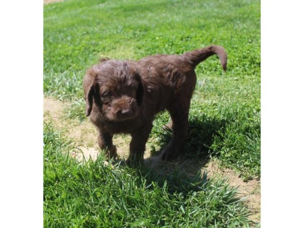 Labrador Retriever/Poodle DOG Female Chocolate 14973 Petland Chillicothe, Ohio