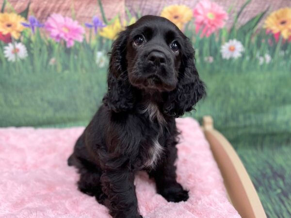 Cocker Spaniel DOG Female Black 14976 Petland Chillicothe, Ohio