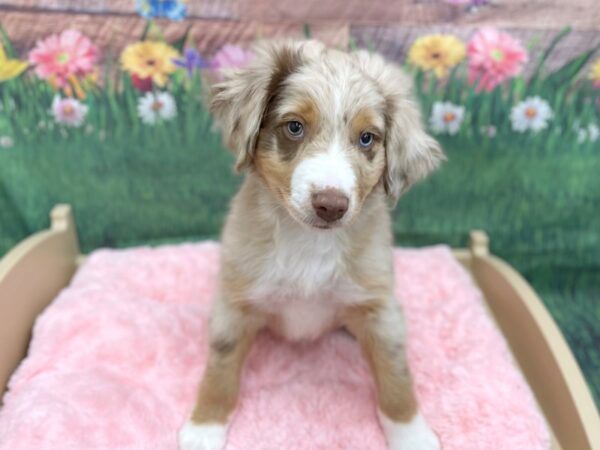 Miniature American Shepherd-DOG-Male-Red Merle-14975-Petland Chillicothe, Ohio