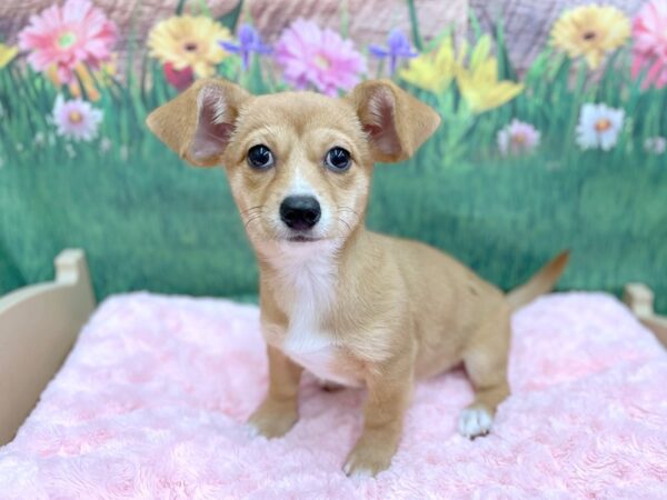 Chiweenie-DOG-Female-Fawn-14972-Petland Chillicothe, Ohio