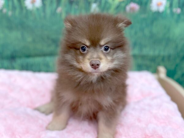 Pomeranian DOG Male Chocolate / Tan 14971 Petland Chillicothe, Ohio
