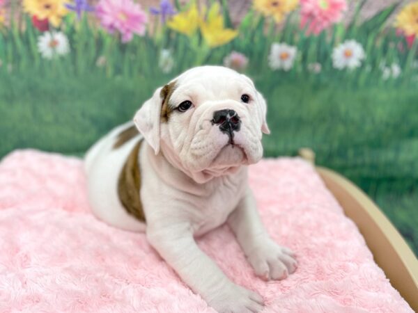 Victorian Bulldoge DOG Male Brindle 14967 Petland Chillicothe, Ohio