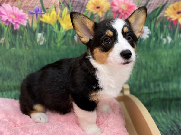 Pembroke Welsh Corgi DOG Female Red / White 14966 Petland Chillicothe, Ohio