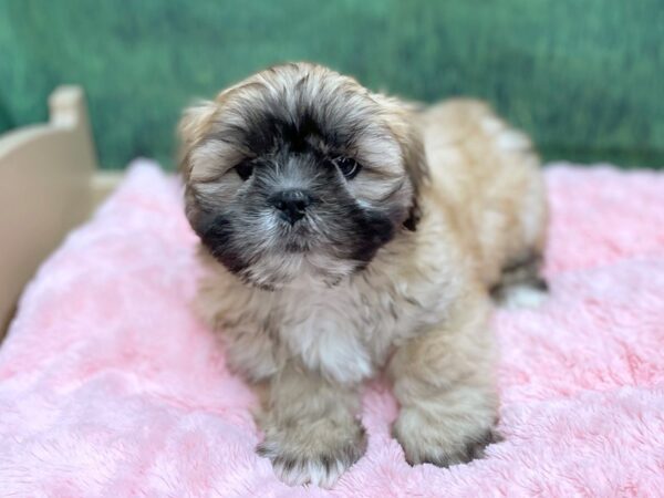 Lhasa Apso DOG Male Golden 14965 Petland Chillicothe, Ohio