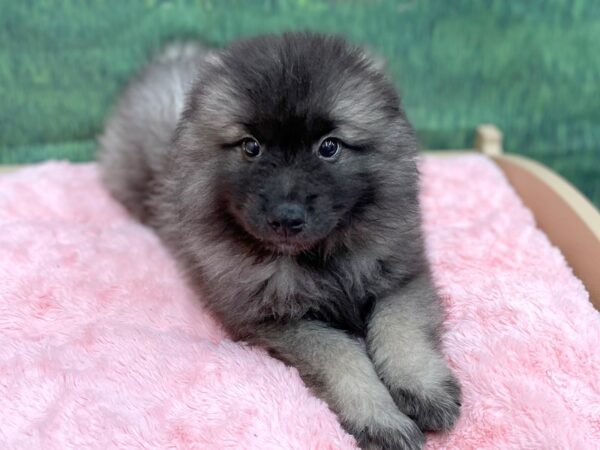 Keeshond DOG Female Silver Sable 14964 Petland Chillicothe, Ohio