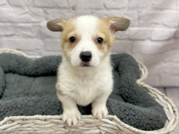 Pembroke Welsh Corgi DOG Male Sable / White 14977 Petland Chillicothe, Ohio