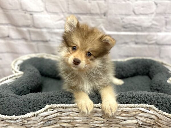 Pomeranian DOG Female Chocolate Sable 14978 Petland Chillicothe, Ohio