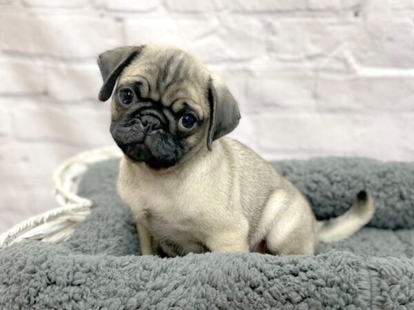 Pug DOG Male Fawn 14979 Petland Chillicothe, Ohio