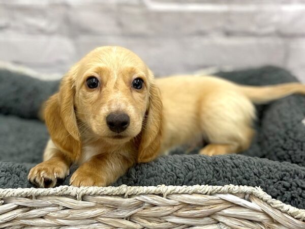 Dachshund DOG Male Fawn (Isabella) / Tan 14981 Petland Chillicothe, Ohio