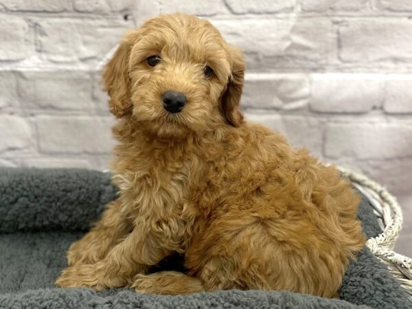Mini Goldendoodle-DOG-Female-red-14987-Petland Chillicothe, Ohio