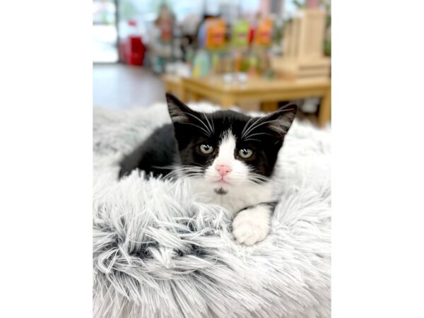 Domestic Kitten-CAT-Female-tuxedo-14993-Petland Chillicothe, Ohio