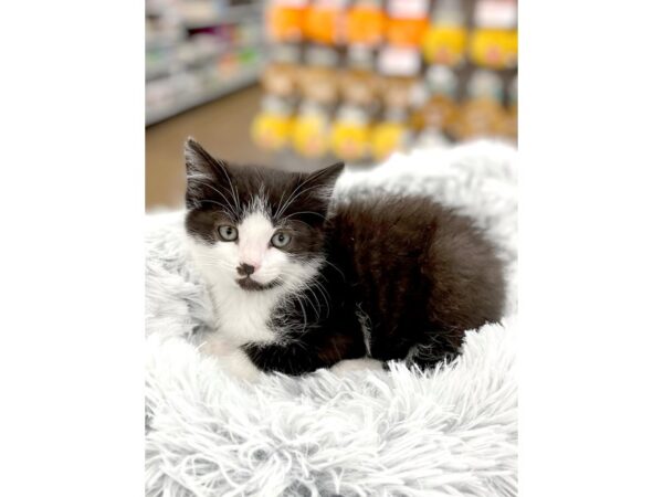 Domestic Kitten CAT Male tuxedo 14992 Petland Chillicothe, Ohio