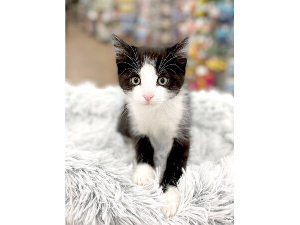 Domestic Kitten-CAT-Male-tuxedo-14990-Petland Chillicothe, Ohio